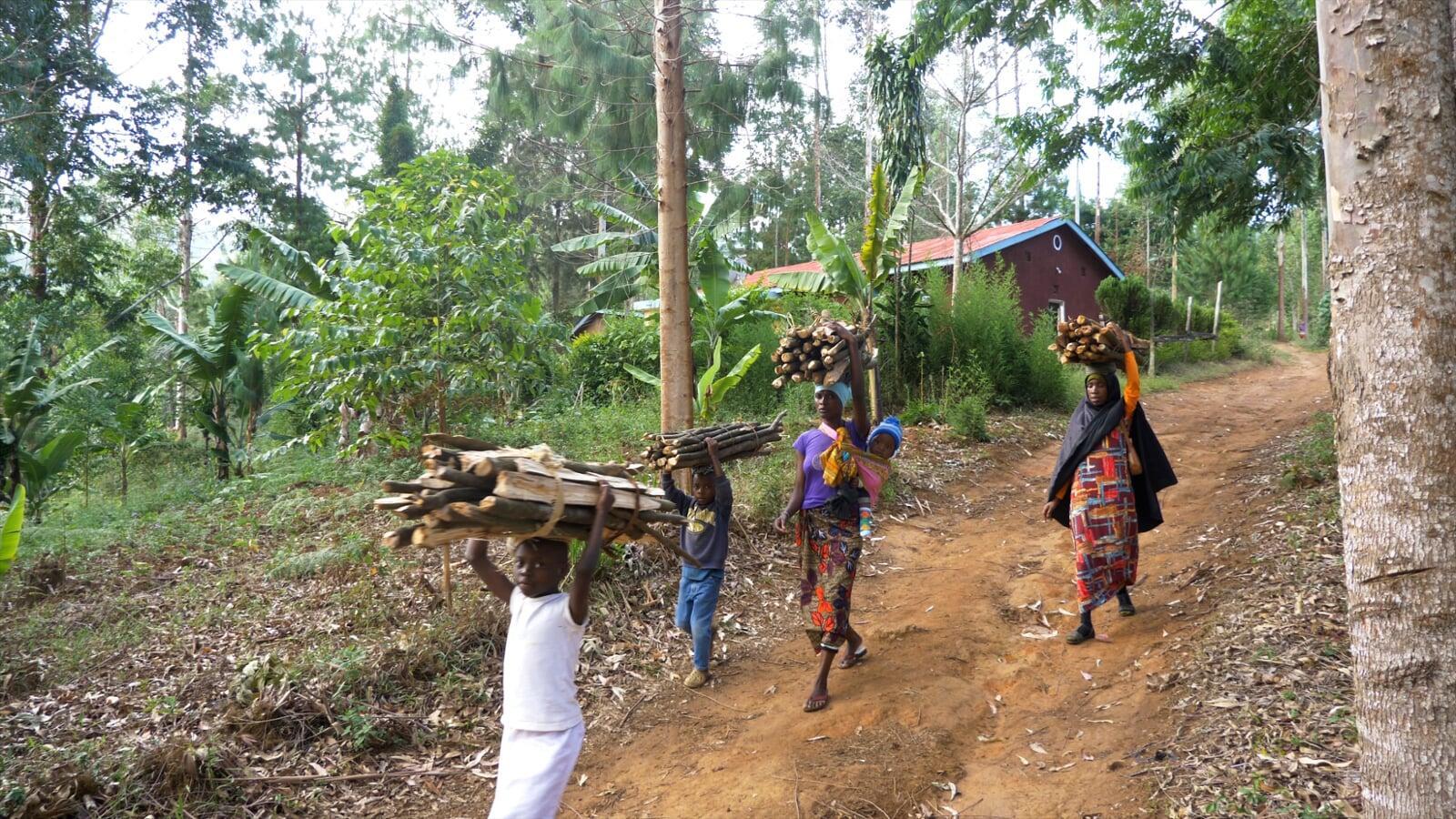 Timor-Leste's Lush Future: How Tree Planting Initiatives Are Transforming the Nation